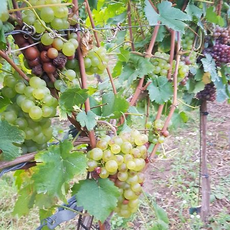 Ferienwohnung Weingut Lahmer August Kretzschau Eksteriør bilde