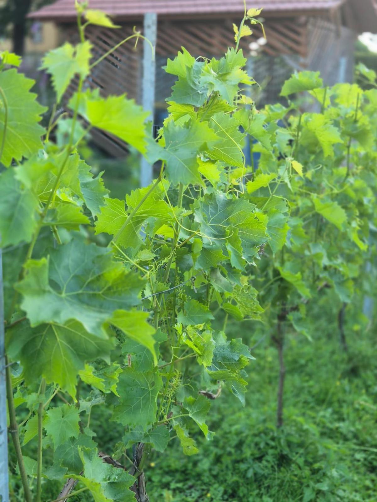 Ferienwohnung Weingut Lahmer August Kretzschau Eksteriør bilde
