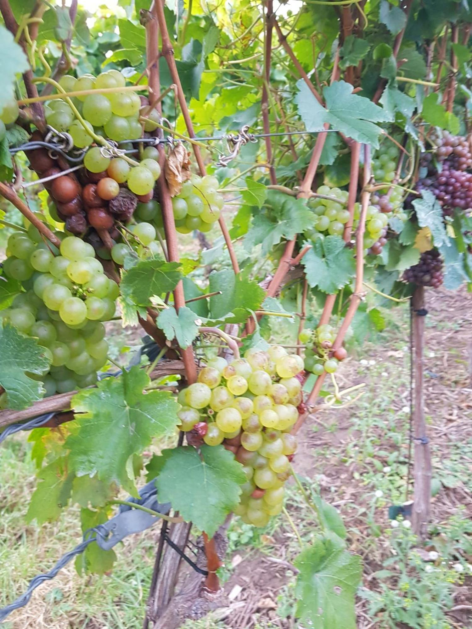 Ferienwohnung Weingut Lahmer August Kretzschau Eksteriør bilde