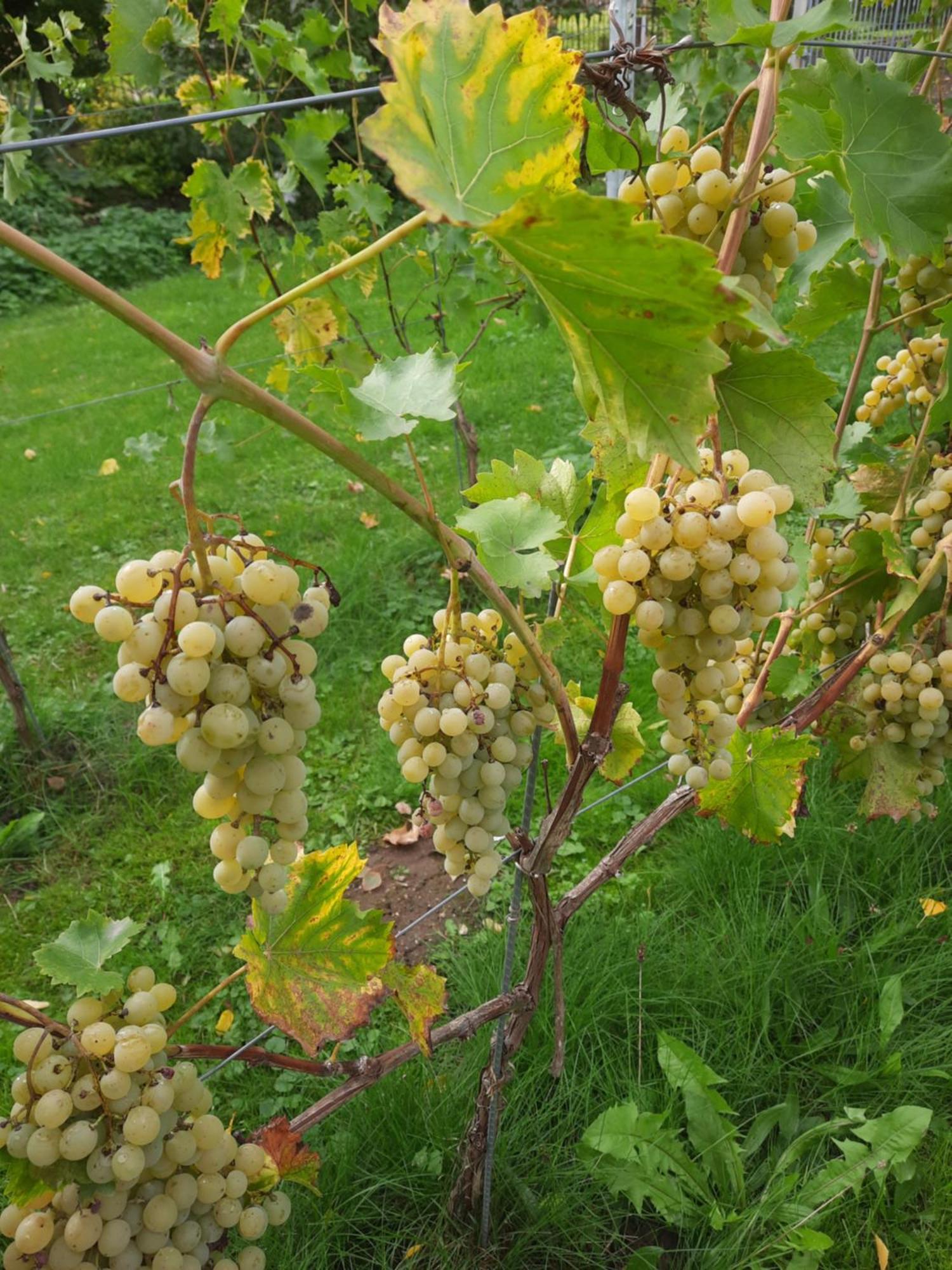 Ferienwohnung Weingut Lahmer August Kretzschau Eksteriør bilde